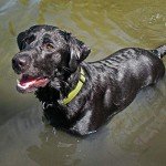 Large Green Hemp Canvas Dog Collar by Good Dog Company