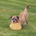 Beco Flyer Natural Rubber Dog Fetch Frisbee - Orange