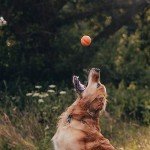 Beco Natural Rubber Bouncy Fetch Ball for Dogs