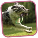 Beco Pets Pink Hoop on Rope for Small Dogs