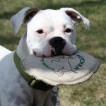 Eco-Friendly Hemp Canvas Dog Frisbee Toy