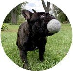 Organic Wool Dog Balls - Eco-Friendly 2-Pack