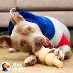 Eco-Friendly Peanut Butter Dental Dog Chew Toy