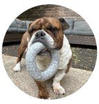 Eco-Friendly Organic Wool Dog Ring Toy