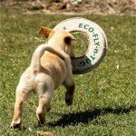 Eco-Friendly Hemp Dog Frisbee & Tug Toy