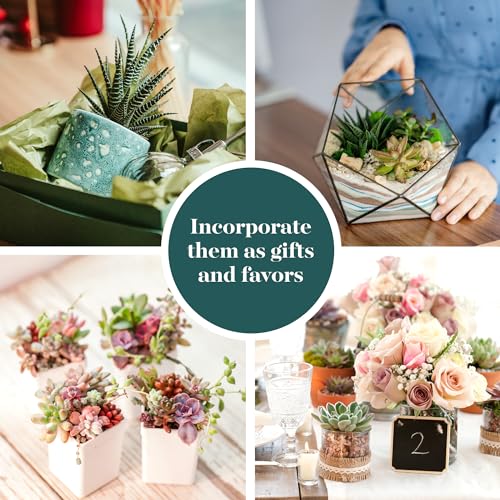 Assorted Succulent Plant Pack for Weddings & Events