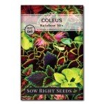 Coleus Rainbow Mix Seeds for Colorful Gardens