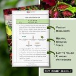 Coleus Rainbow Mix Seeds for Colorful Gardens