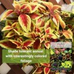 Coleus Rainbow Mix Seeds for Colorful Gardens