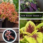 Coleus Rainbow Mix Seeds for Colorful Gardens