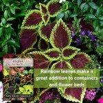 Coleus Rainbow Mix Seeds for Colorful Gardens