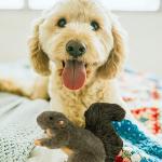 Classic Squirrel Pet Toys for Small Dogs