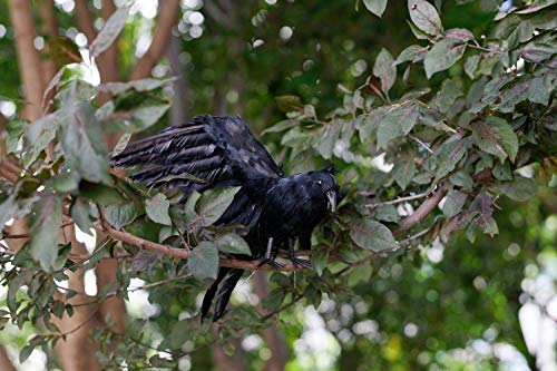CHICHIC Realistic Crow, 3 Pack Large Halloween Black Feathered Crow Decoys Ravens Outdoor Halloween Decorations Props Décor, Standing Flying Birds for Tree Haunted House Graveyard Tombstone Display