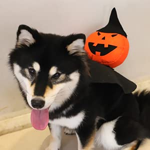 HOTMAI Dog Costumes, Glowing Pet Costume for Night, LED Lights Built-in, Holiday Thanksgiving Christmas Pet Costume for Small Medium Large Dogs and Cats, Puppy Cosplay Accessories -00M