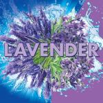 Soft Scrub Lavender Toilet Bowl Cleaner, 2 Pack