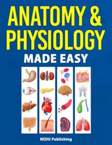 Anatomy & Physiology Study Guide with Illustrations