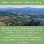 FRESCOBALDI Laudemio Premium Extra Virgin Olive Oil