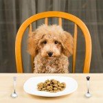 Sibba Stainless Steel Pet Food Scoop Set