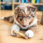 Nylabone Natural Puppy Chews - Roast Beef & Apple