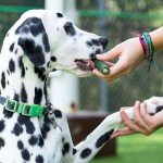 ARK Naturals Brushless Toothpaste Dog Chews for Large Breeds