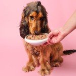 Pooch & Mutt Wet Dog Food Variety Pack