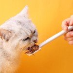 3-Pack Pet Food Can Scoop with Long Handle