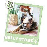 Nature Gnaws Bully Sticks for Aggressive Chewers