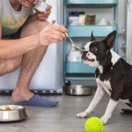 7-Inch Stainless Steel Pet Food Spoon Set