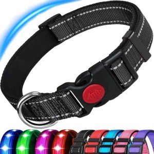 Reflective Adjustable Dog Collar with Soft Padding