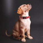 Adjustable Reflective Dog Collar with Safety Buckle