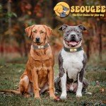 Personalized Soft Padded Leather Dog Collar