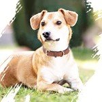 Comfortable Brown Leather Dog Collar for All Breeds