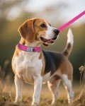 Joytale Reflective Medium Dog Collar - Hot Pink