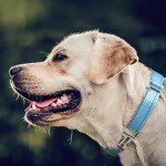 Custom Reflective Dog Collar with Engraved Buckle