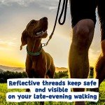 Custom Reflective Dog Collar with Engraved Buckle