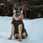 IREENUO Adjustable Waterproof Coat for Large Dogs