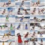 Lairle Winter Dog Coat with Reflective Harness