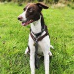 Heavy Duty Reflective Dog Leash with Padded Handle