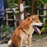 Heavy Duty Reflective Dog Leash with Padded Handle