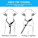 WOLMIK Adjustable Slip Lead for Small Dogs