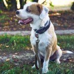 Heavy Duty Reflective Dog Leash with Padded Handle