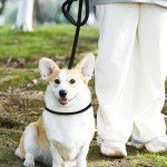 WOLMIK Adjustable Slip Lead for Small Dogs