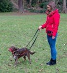 HALTI Large Control Lead for Easy Dog Training