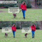 HALTI Large Control Lead for Easy Dog Training