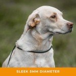 Black Slip Lead for Dogs - 1.25m Lightweight Leash