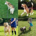 Reflective Slip Lead Dog Leash with Padded Handle