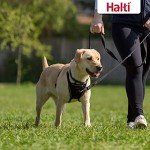Medium No-Pull Dog Harness - Easy Adjust & Reflective