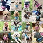 Adjustable No-Pull Dog Harness and Leash Set