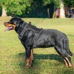Haapaw Tactical Dog Harness for Large Breeds