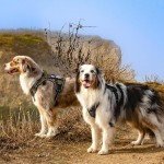 Adjustable No-Pull Tactical Dog Harness for Large Dogs